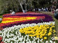 青岛中山公园：“郁”你有约