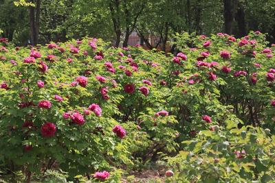 牡丹还没到盛花期，曹州牡丹园为啥开园即火？
