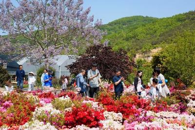 ​“五一”假期，95.1万人次打卡青岛乡村振兴片区