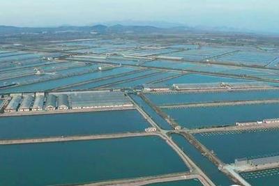 加快建设“蓝色种都”！《青岛市水产原、良种场管理办法》印发