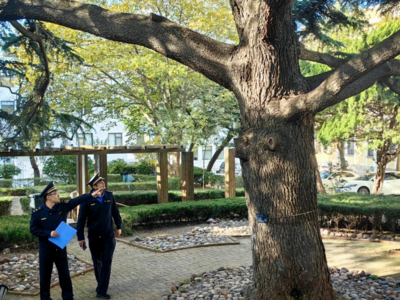 首个政策性古树名木保险签单落地！青岛为1764株古树名木“上保险”