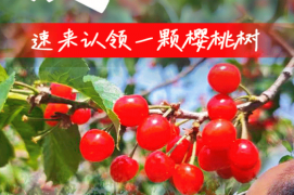 ​云养一棵树，甜满一座城｜“樱你而益”爱心树云端守护计划开启