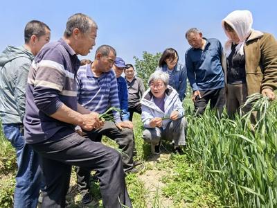 青岛350余万亩小麦陆续进入灌浆期