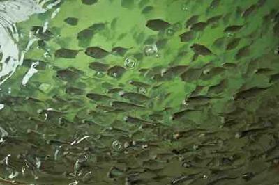 海科院牵头技术攻关，黄海银鲳在北方实现育苗突破