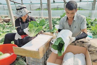 全市5万亩春白菜进入采收期，青岛春白菜何以走俏海外市场？