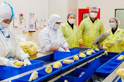 前4个月青岛口岸进口榴莲同比增长33.5%！“榴莲超级工厂”日均发货超5000单