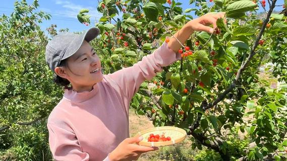 青岛这里的4000亩樱桃，红了！