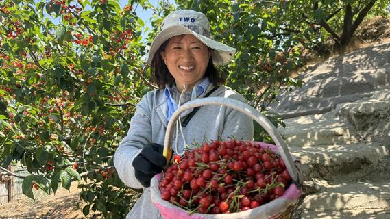 青岛樱桃采摘地图带你甜蜜“樱约”