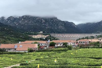 中国昆虫学会前沿培训在青举办，专家点赞茶园绿色防控“青岛模式”