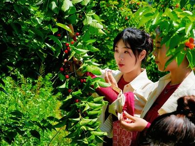 青岛这里樱桃节启幕，采摘赏花、亲子游乐、艺术体验、田园旅居“一票游”