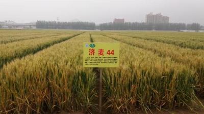 小麦育种告别“开盲盒”！中国科学家破译小麦“高产”“优质”兼得密码
