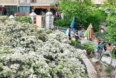 邂逅暮春别样景致，青岛这棵三百年流苏古树落“雪”