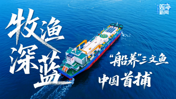 “船养”三文鱼，中国首捕