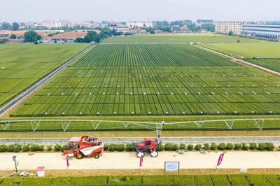 青岛全市小麦进入灌浆后期，长势超预期
