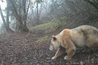 珍稀身影再度现身：全球唯一野生白色大熊猫亮相四川卧龙