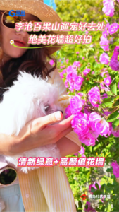 百果山新增打卡点！携宠出游打卡超美花墙很惬意