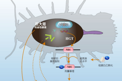 5年无需进食，我国科学家找到深海水虱抗饿绝招