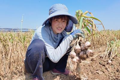 蒜薹落幕蒜头丰产，青岛这里6万余亩大蒜迎来采收季