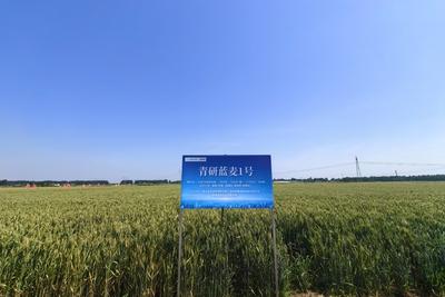 历经十余年培育，这些“青研”彩麦良种何以丰产和营养兼备