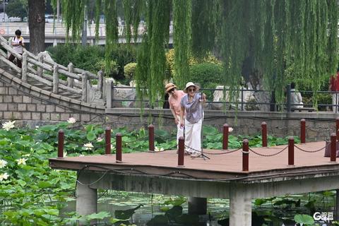 夏日墨河公园：荷花盛开，游人入画