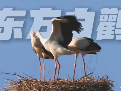 美丽中国行｜大江大海“新”邻居：4260只在此新生！黄河三角洲成东方白鹳全球最大繁殖地 背后是一场守护奇迹