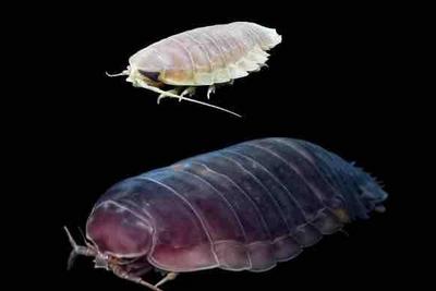 海洋所牵头揭开深海生物超强耐饿机制，有望为寿命延长、肥胖干预提供新思路