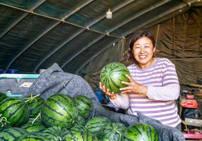 平度云山镇：皮薄多汁、清甜爽口，河岔西瓜迎丰收