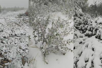 一觉醒来“穿越”入冬，黑龙江大兴安岭现降雪天气