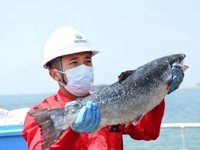 “游”出深海 山东深海三文鱼“跃”上大众餐桌