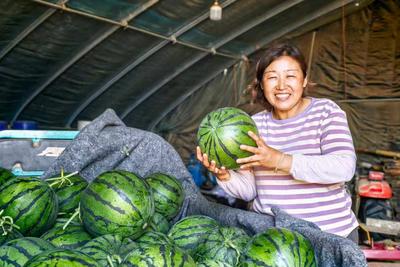 平度云山镇：皮薄多汁、清甜爽口，河岔西瓜迎丰收