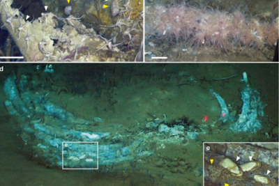 科学家发现距今530万年前的鲸类化石群