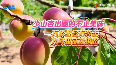 少山杏出圈的不止美味｜一方乡土多方奔走 为鲜果铺就销路