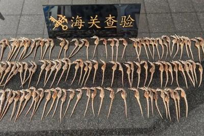 烟台海关查获违规寄递进境海马干108尾