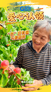  “杏”好有你 为爱认领｜崂山北宅杏，甜到你心里