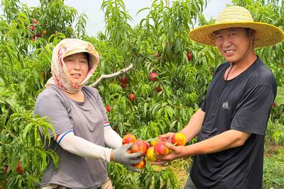 鲜亮红润，脆嫩多汁……青岛这里的露天油桃集中上市
