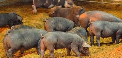 “平度黑猪肉”获“国字号”荣誉