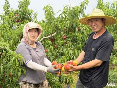 鲜亮红润，脆嫩多汁……青岛这里的露天油桃集中上市