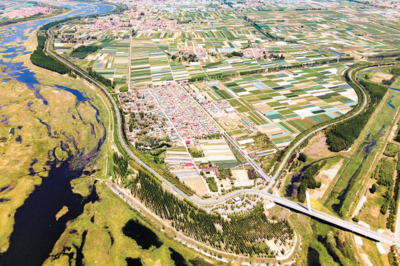 片区化推进乡村振兴·青岛实践 | 移风店镇：一粒种子，唤醒一方乡土
