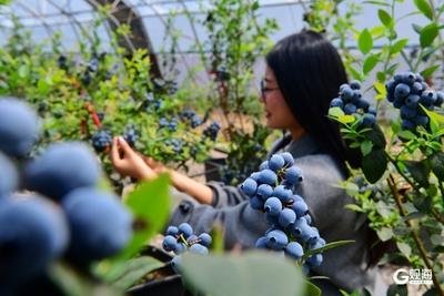 土特产身价翻倍，“黄岛农品”靠什么“破圈”？