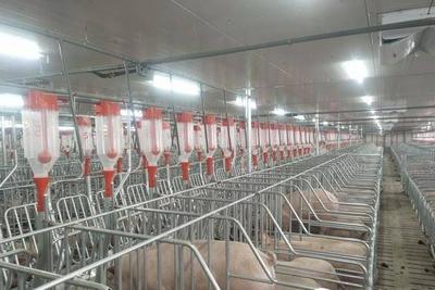 全国首个大商所补贴生猪“保险+期货”收入保险项目在青落地