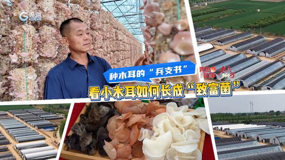 老兵360行⑤｜种木耳的“兵支书”，看小木耳如何长成“致富菌”