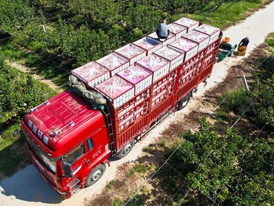 @青岛普货从业人员：新购车辆办理道路运输证不用再跑政务服务大厅了