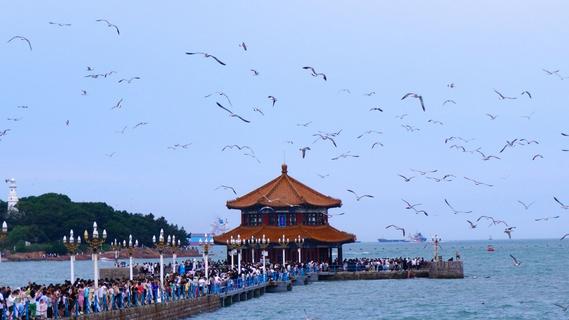栈桥夏日限定浪漫：碧波之上，鸥影翩跹
