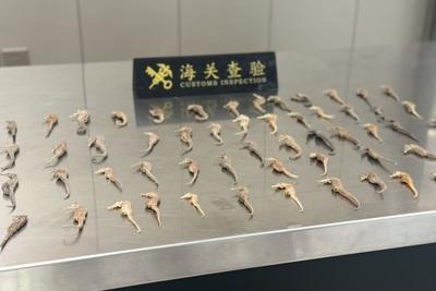 青岛胶东机场海关查获违规携带入境海马干59尾