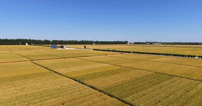平度市夏粮收储工作基本完成