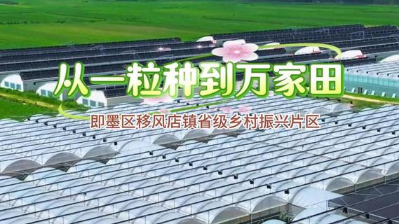 即墨区移风店镇省级乡村振兴片区 | 从一粒种到万家田