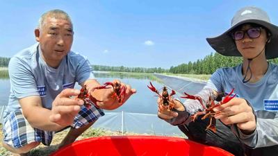 年产量超5万斤！莱西姜山湿地千亩小龙虾获丰收