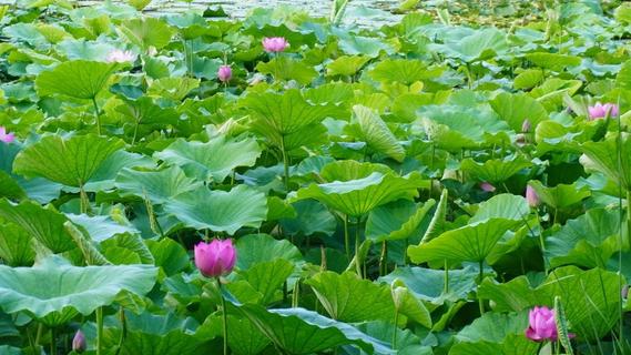 邂逅夏日限定浪漫！青岛中山公园荷花初绽