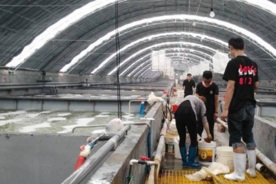 全国30个水产新品种发布，青岛10个水产新品种入选