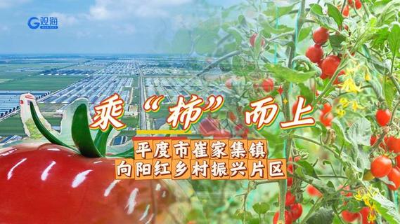 乘“柿”而上——平度市崔家集镇向阳红乡村振兴片区
